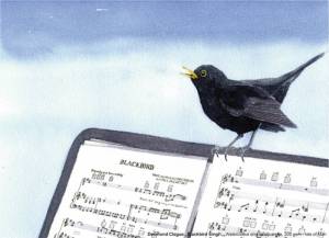 Des blackbird